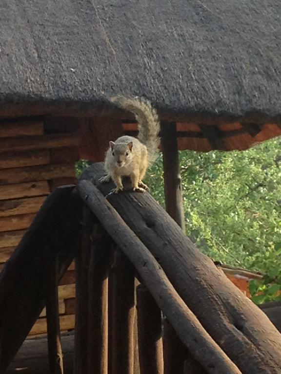 Adansonia Eco Lodge Musina Exterior photo