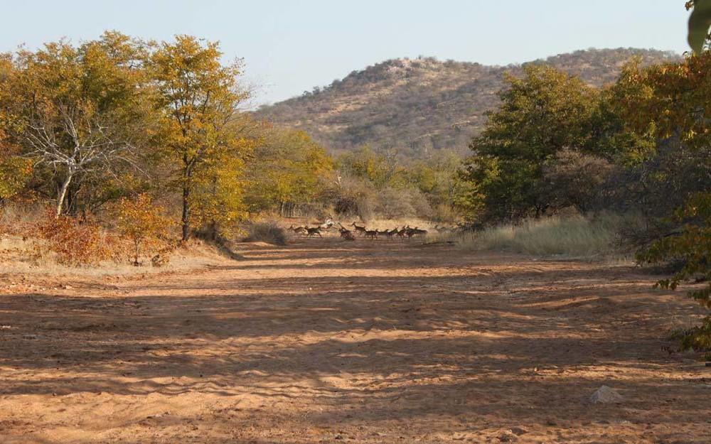 Adansonia Eco Lodge Musina Exterior photo