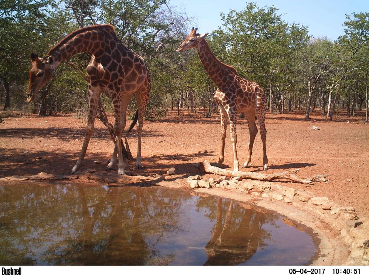 Adansonia Eco Lodge Musina Exterior photo